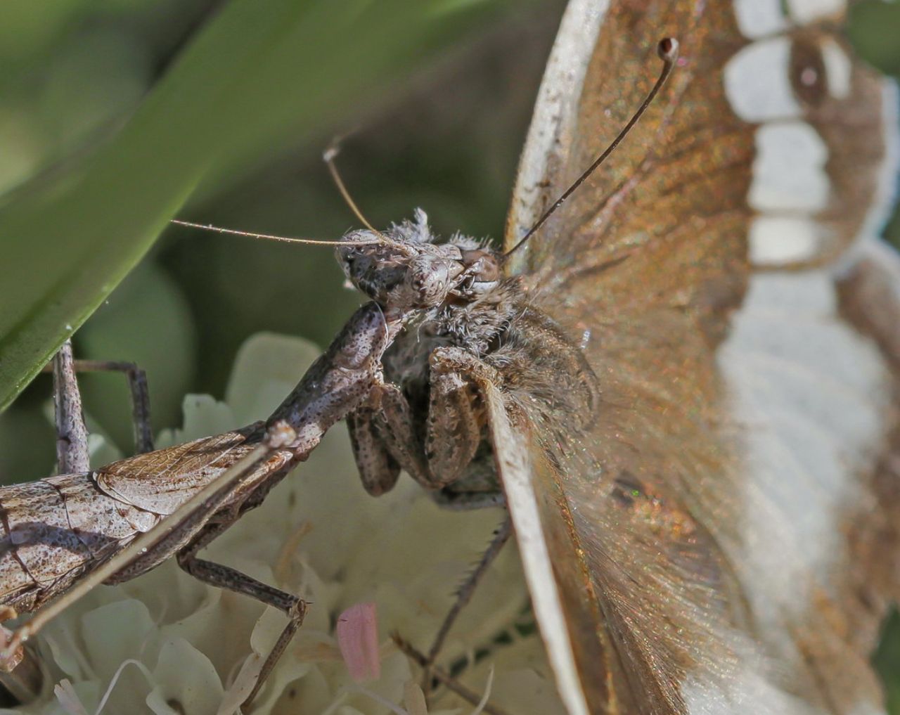 Ameles decolor preda Chazara briseis